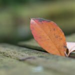 Flickr