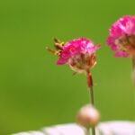 Flickr