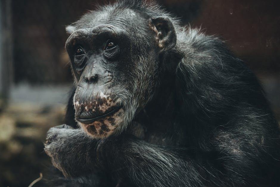 Chimps Practice Bugs to Their Wounds