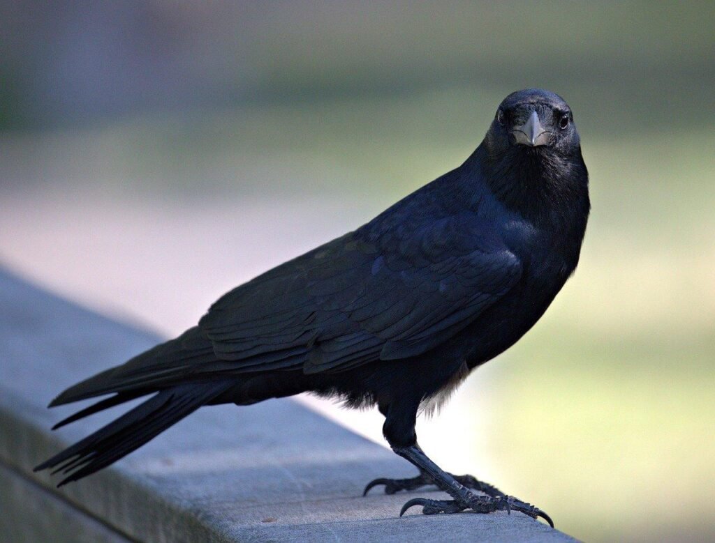 Metropolis Birds Outwit Nation Counterparts