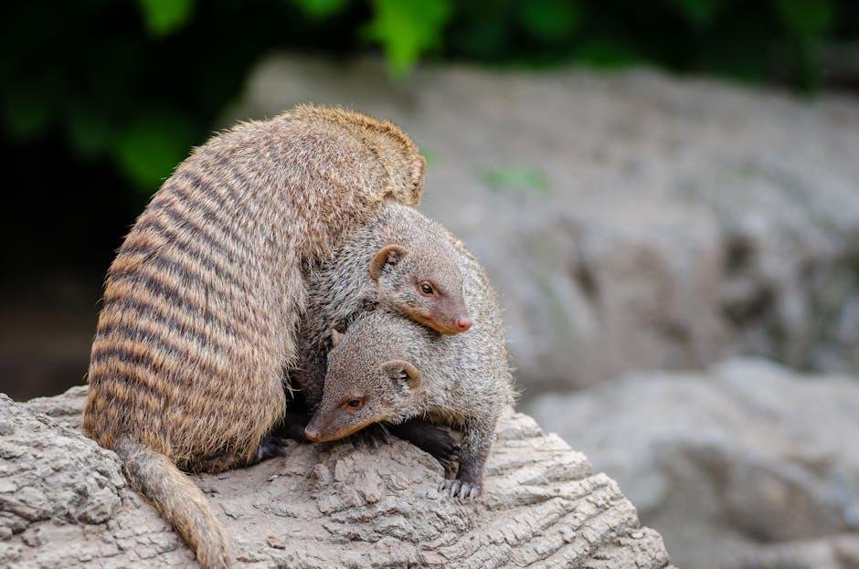 Mongooses Reward Grooming for Guard Accountability