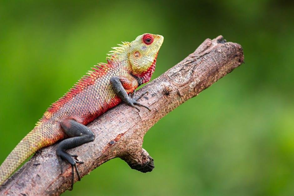 No Bull: Lizards Cruise When They Ogle Red