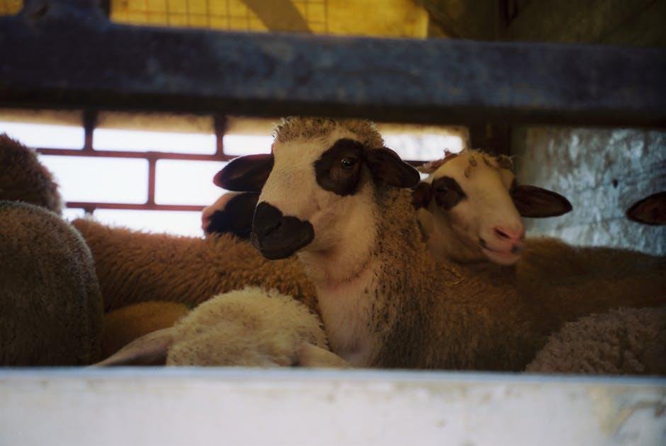 CinemaCon 2026: Wildwood and Shaun the Sheep Obtain Some Indicate Flooring Love