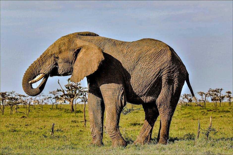 For African Elephants, Pee Would possibly perchance well Be a Potent Path Marker