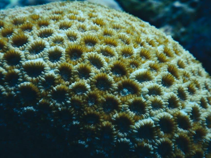 Corals Are As soon as Again Bleaching En Masse, but Their Fate Isn’t Sealed