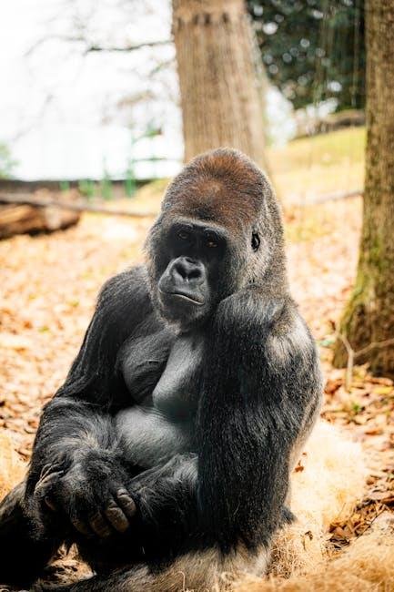 Mountainous Ape Makes Upright Doc