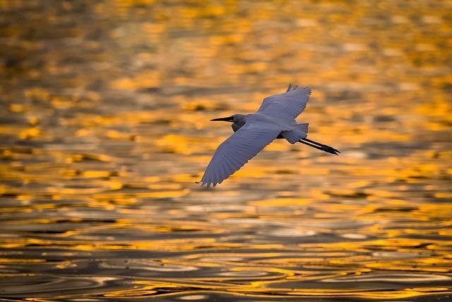 Migratory Birds Are in Wretchedness, however Incandescent The attach They Are at Evening Would possibly perchance Relief Attach Them