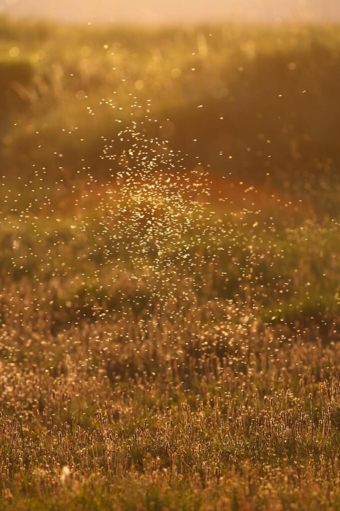 Iceland Factual Bought Its First Mosquitoes. Scientists Aren’t Ready for What Comes Subsequent – Gizmodo