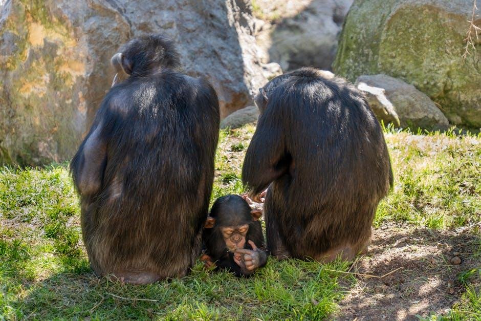 Babies and Chimps Fragment a Laugh