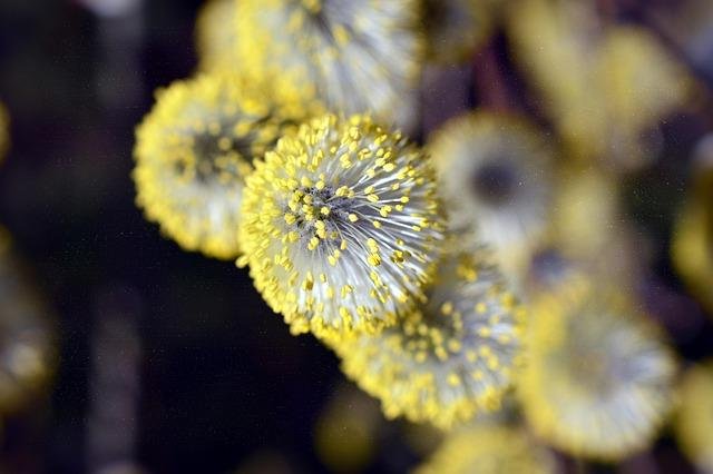 A Fundamental Pollen Surge Is Coming—These 20 US Cities Will Be Hit Hardest – marthastewart.com