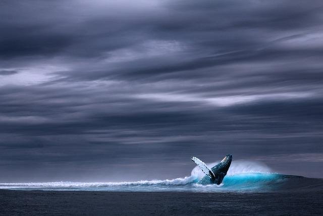 gray whale