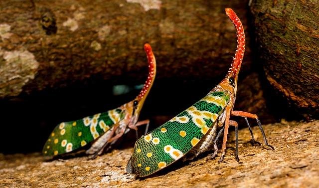 Cicada COVID variant