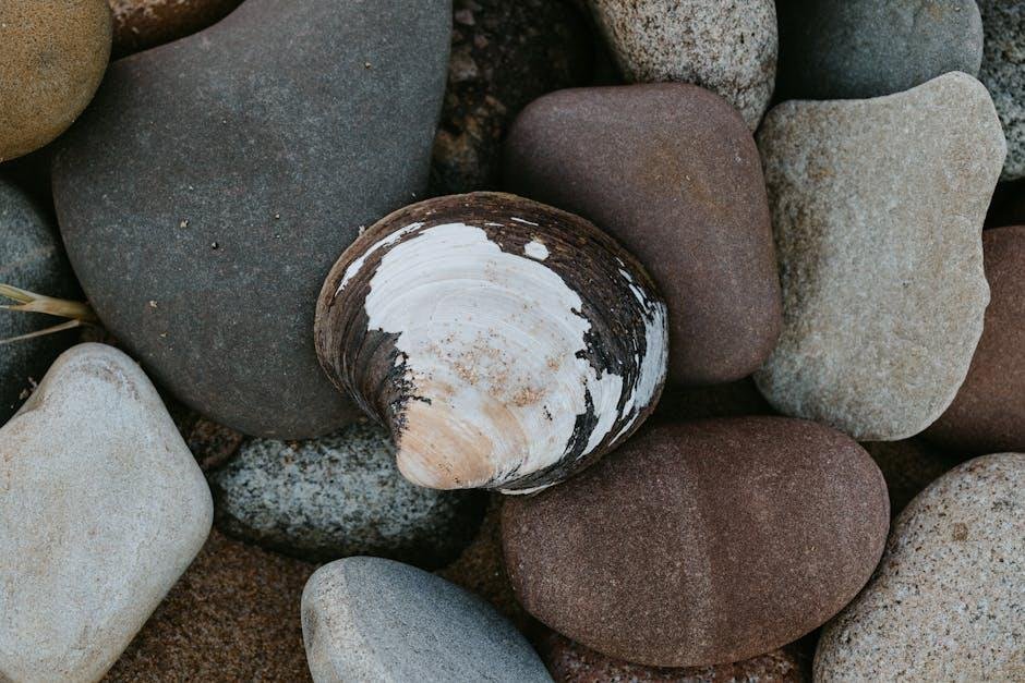 Ancient Clam Shell Exhibits Shorter Day Dimension