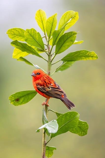 Crimson Birds Elevate On Vivid Chemistry