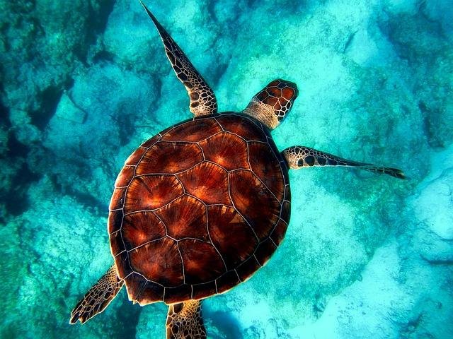 E-Eggs Note Turtle Traffickers