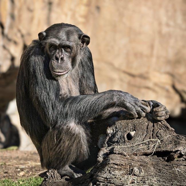 Sociable Chimps Derive Richer Intestine Microbiomes