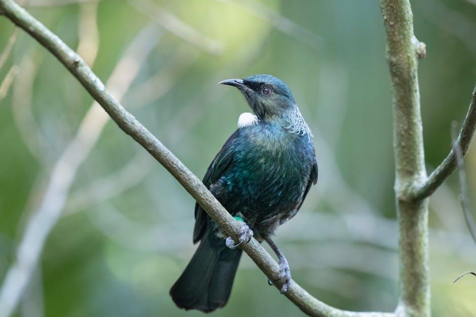 Sweet Tune Gives Away Recent Fowl Species
