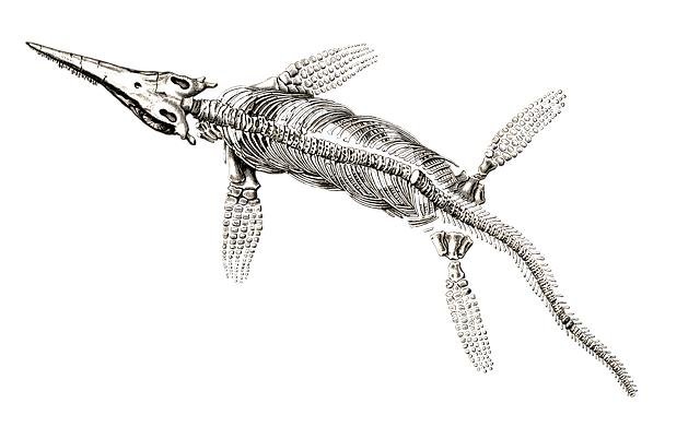early animal evolution fossils