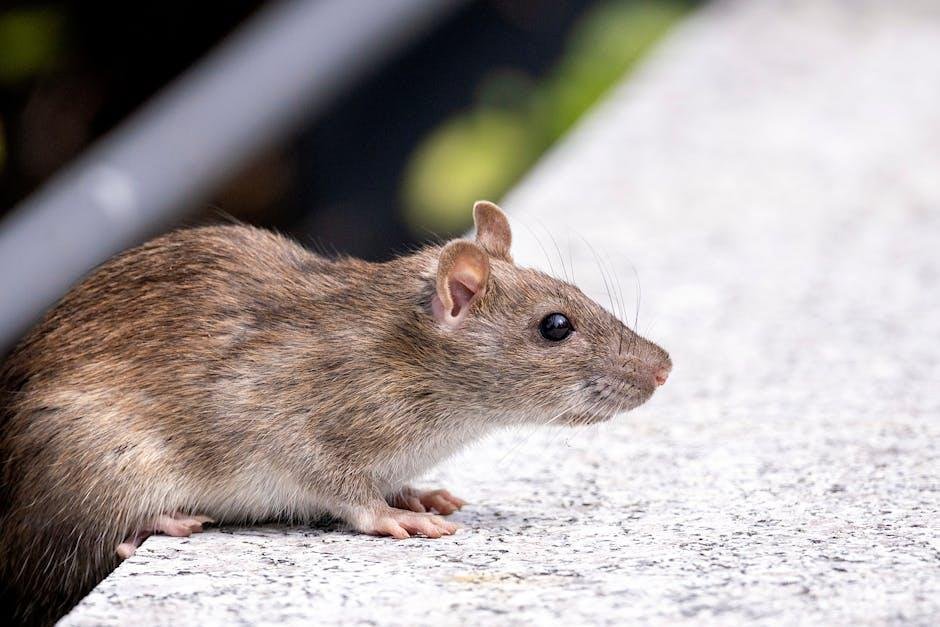 hantavirus ⁣rodent