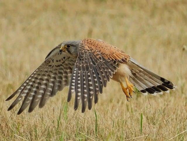 Falcon Finance stablecoin
